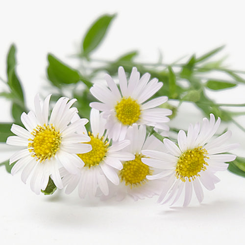 Aqua Clear Skin Spot off Anti-Blemish Stick - Elimina las espinillas