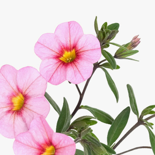 extracto de células madre de la rosa alpina